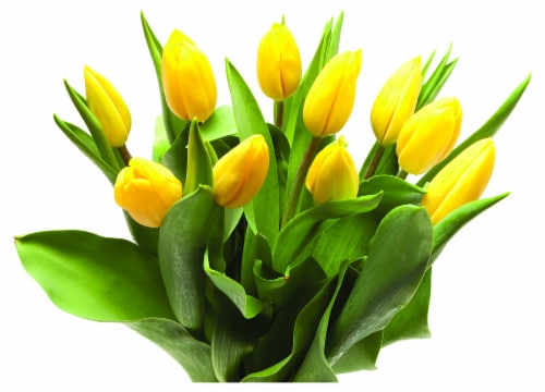 Bloom Haus™ Tulips Fresh Flowers Bunch - Bloom Haus™ Tulips Fresh Flowers Bunch